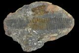 Pecopteris Fern Fossil (Pos/Neg) - Mazon Creek #92272-1